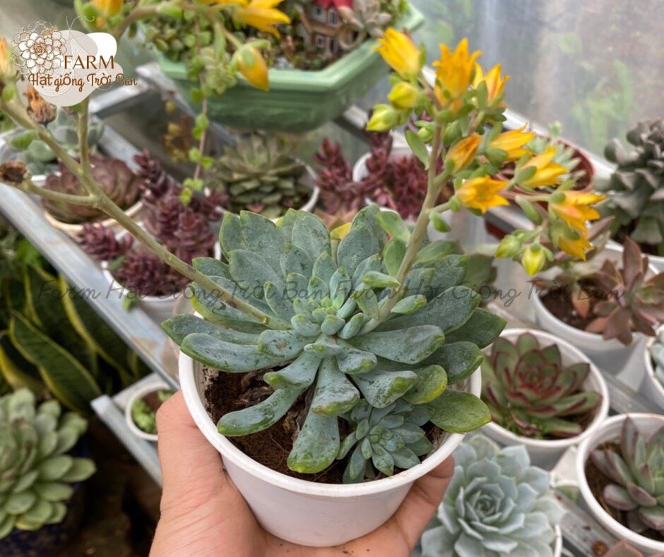 SEN ĐÁ RANDOM SIZE TRUNG BÌNH “HẠT DẺ’’ 9-12CM (1 CÂY)🏺MUA NHIỀU CHỌN KHÁC LOẠI (TỐI ĐA 5 LOẠI) 🌈