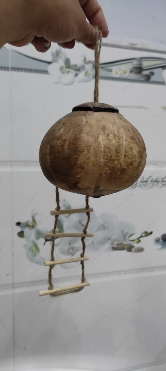 Tổ Gáo Dừa có Thang - đã đánh bóng