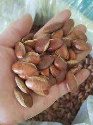 500Gr Hạt Konia rang mộc thơm ngon!