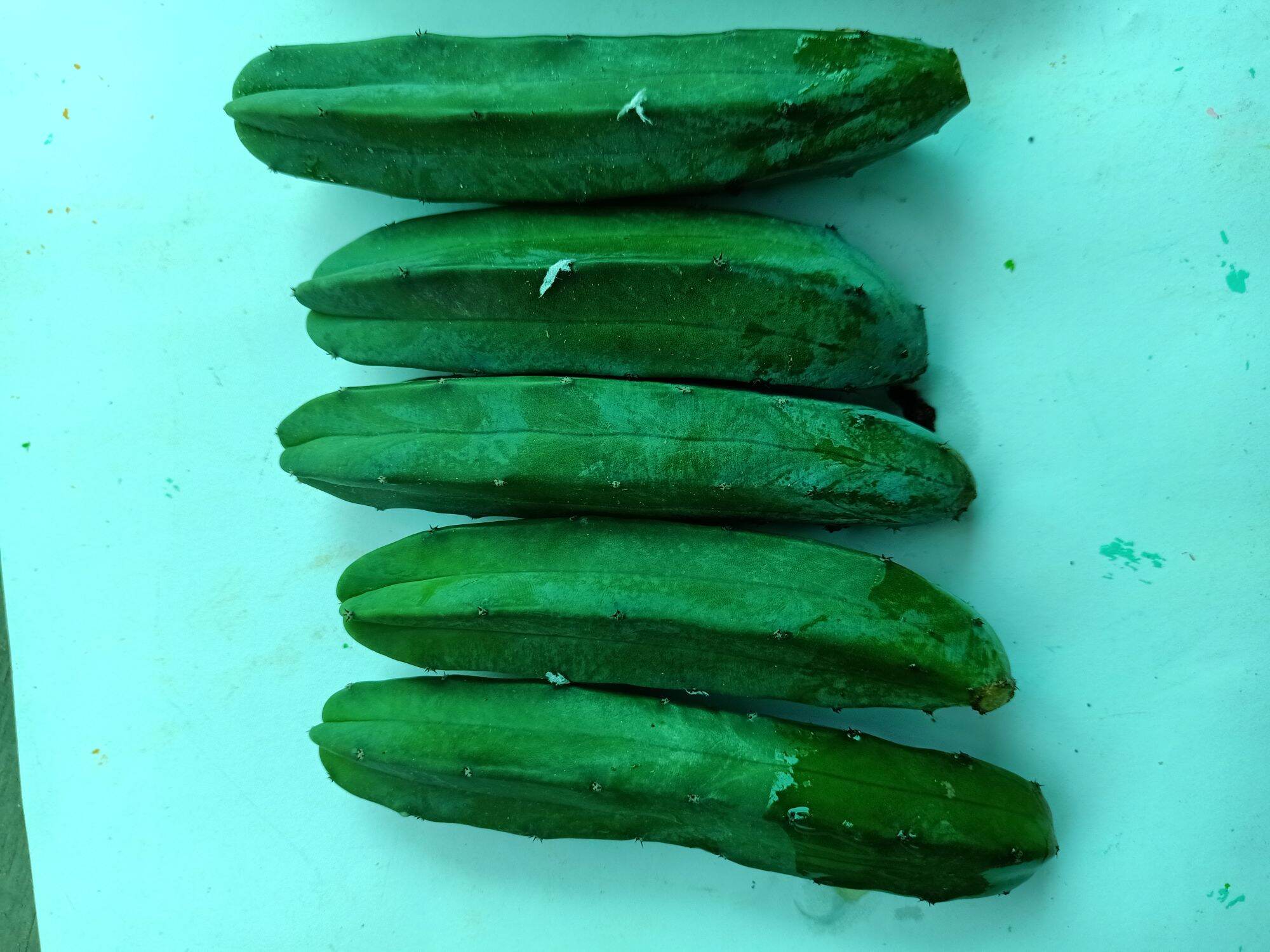 xương rồng trụ 10-15cm