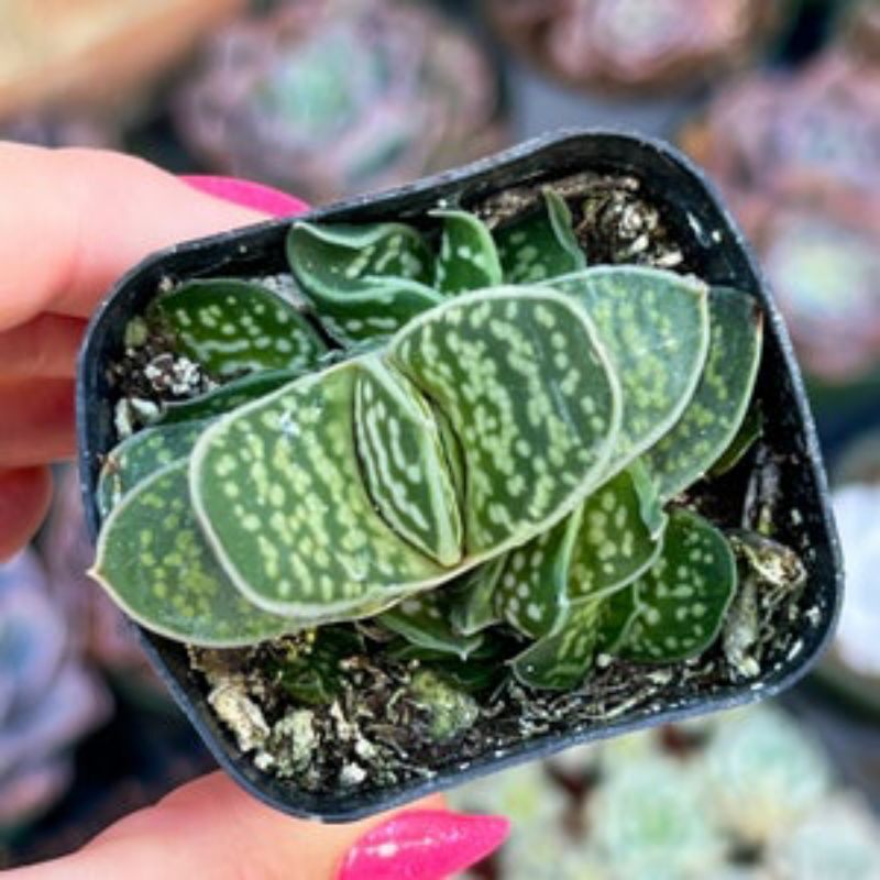 Sale 5%- Sen Đá Mỏ Vịt nhiều cây con , gửi hình cuối 🤗