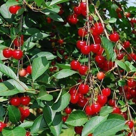 cây giống cherry siêu trái (siêu sớm)