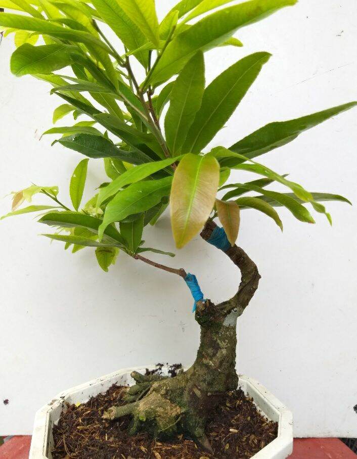Mai Cúc Thọ Hương bonsai