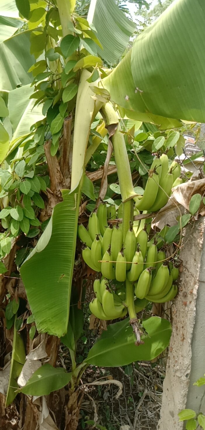 cây giống chuối già hương (chuối nam mỹ)