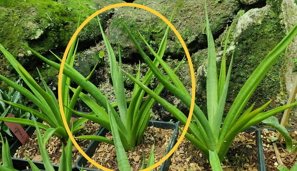 Cây lưỡi hổ lai - Sansevieria Fufu