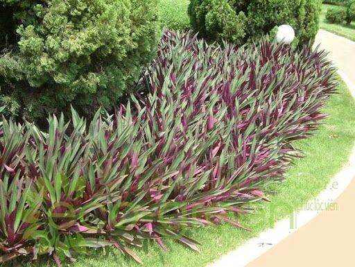 Cây sò huyết 4 cây giống