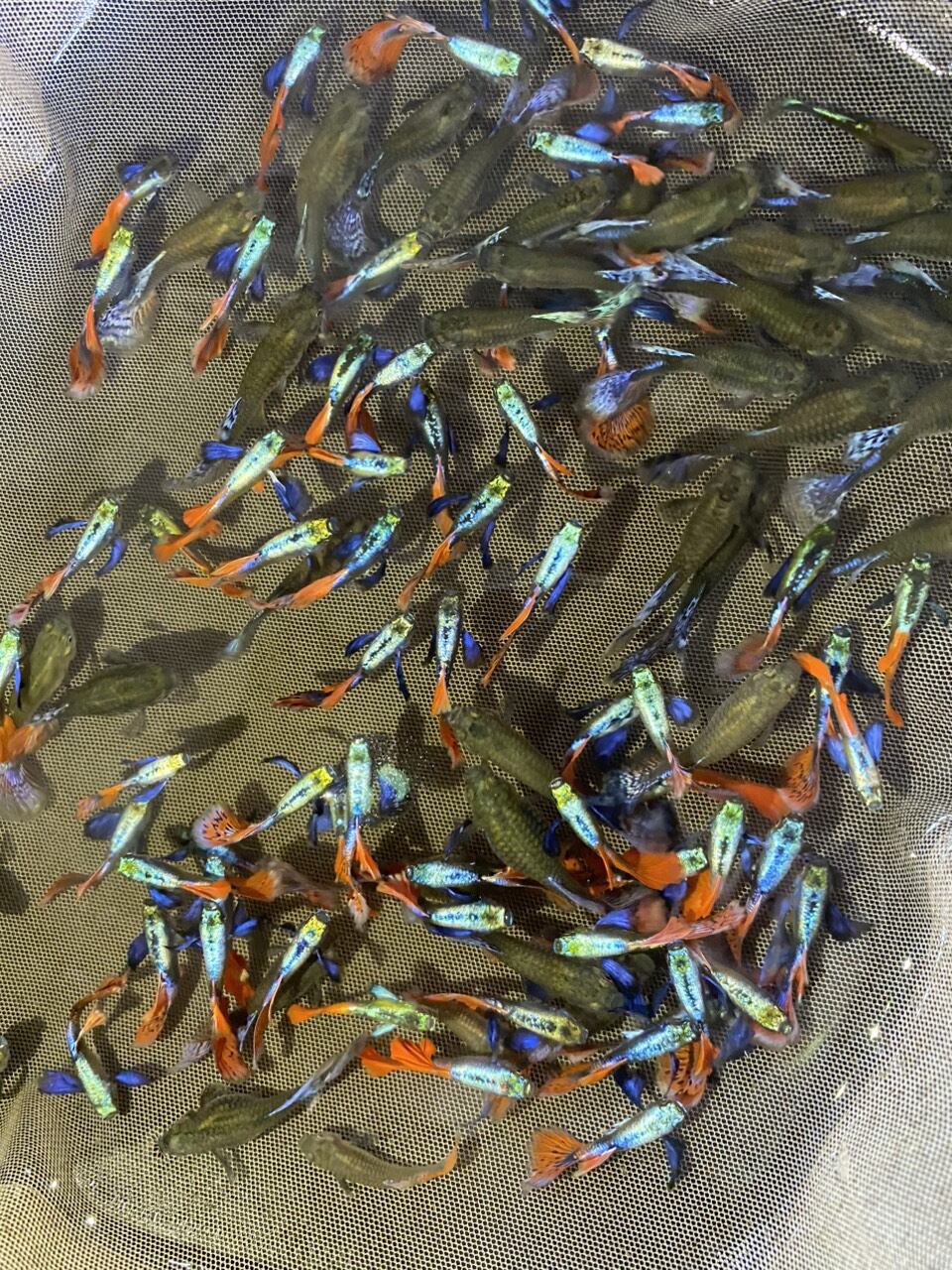 10 Cặp Bảy Màu Dumbo Red Tail 7 Màu Dumno Red Tail Guppy Thủy Sinh -  Mixasale