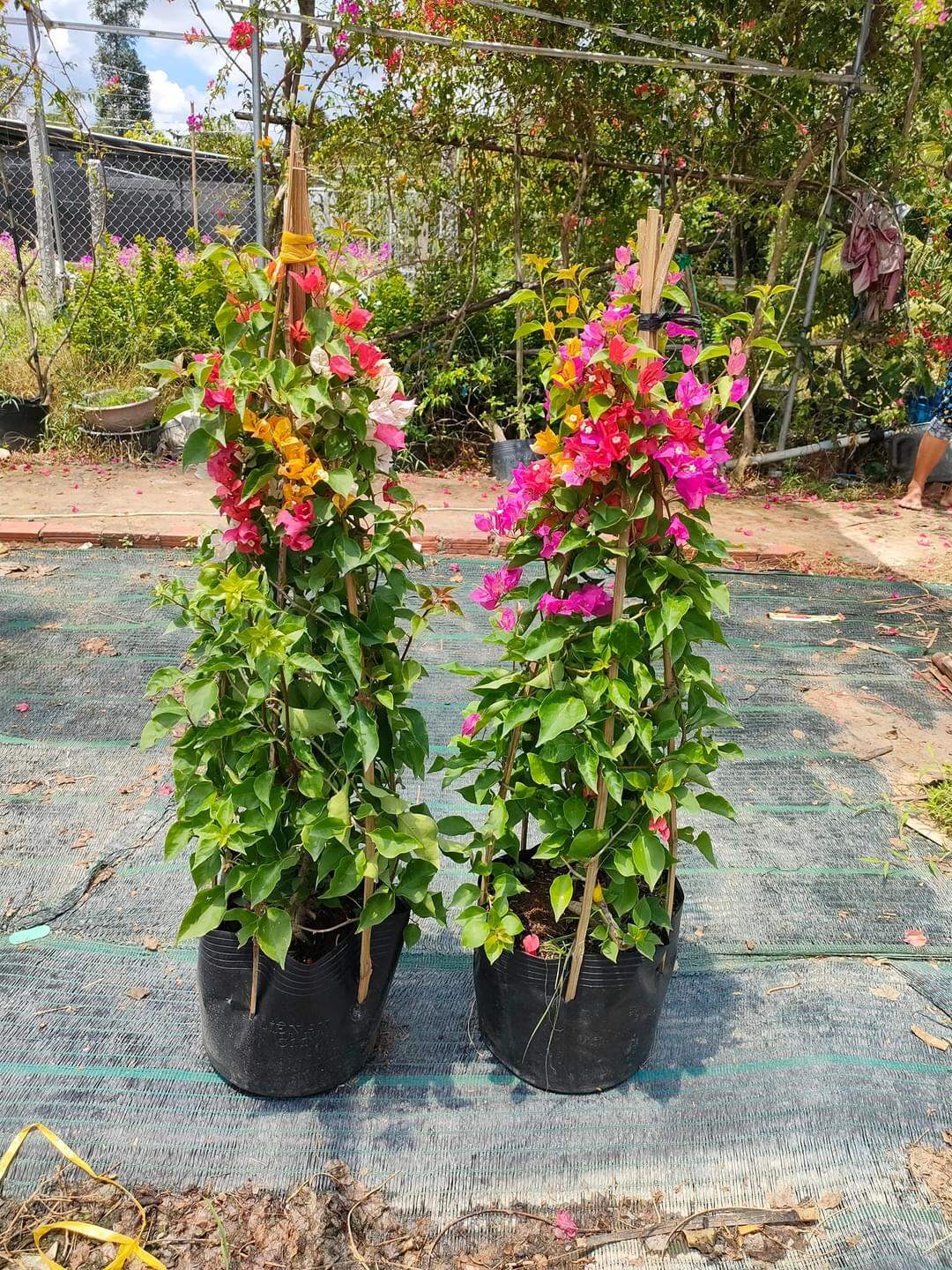 Sale_ Bong Garden_Hoa giấy Thái Ngủ Sắc_ Chậu Hoa như hình
