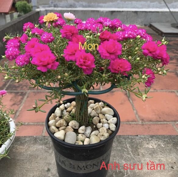 Khung giá đo hoa mười giờ. Kích thước 19/23/28cm