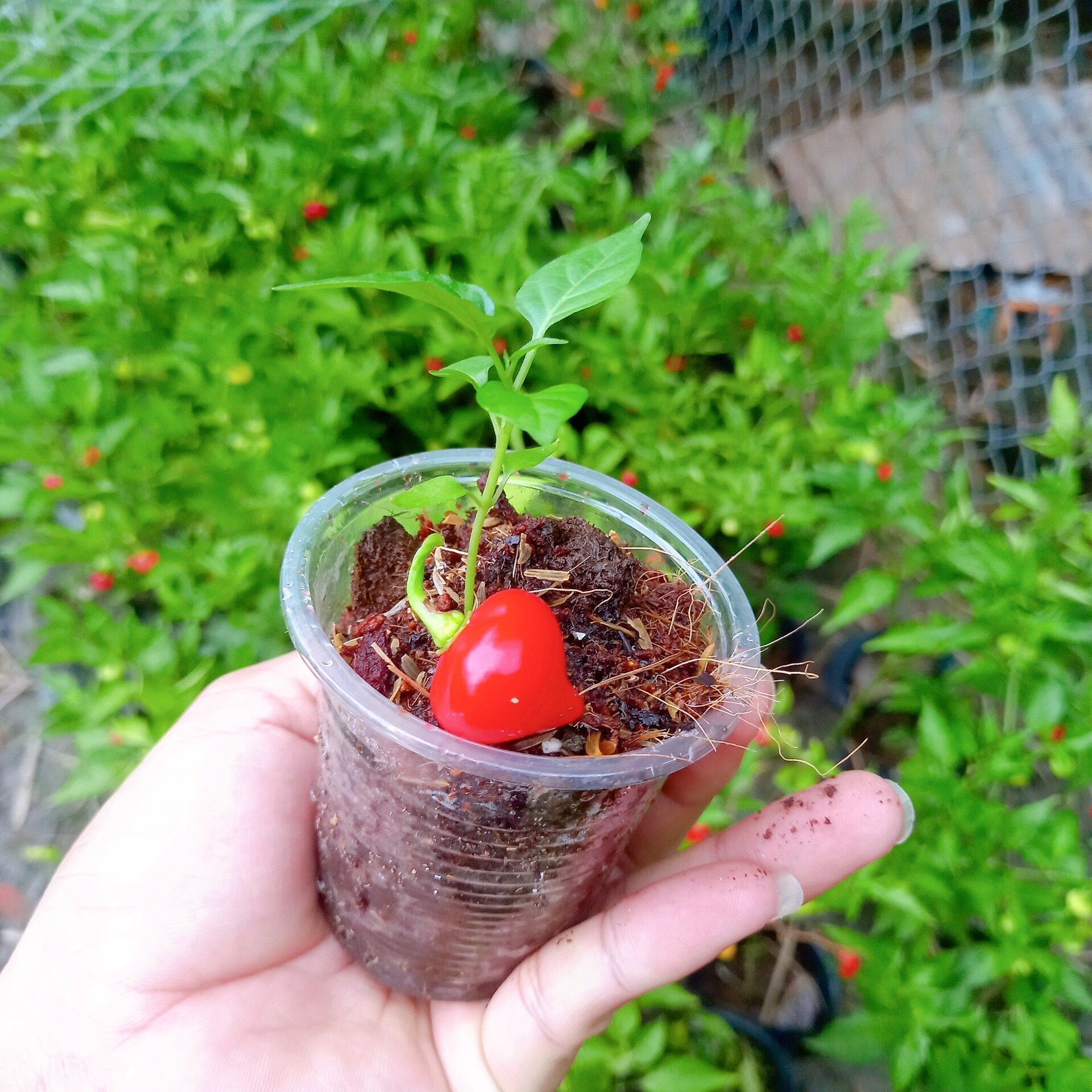 Cây ớt trái tim y hình bao chết