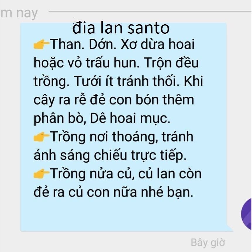 Địa lan sato(1 củ to tặng kèm phân bón)