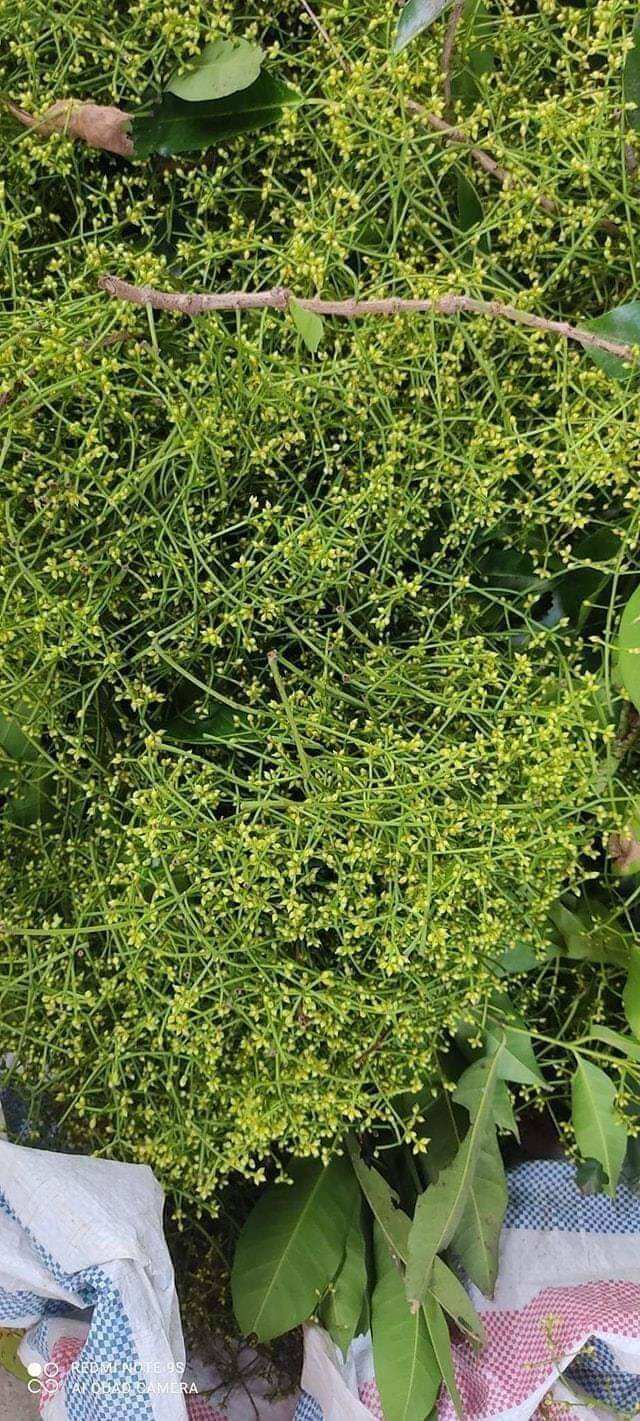 1 kg Nụ Vối phơi khô hàng mói