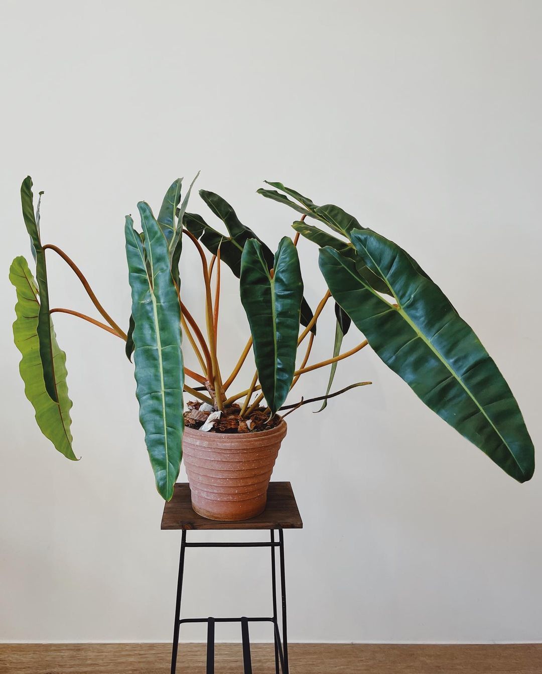 Philodendron Billietiae/Cây Hồng Hạc/Hạc Cam size mini