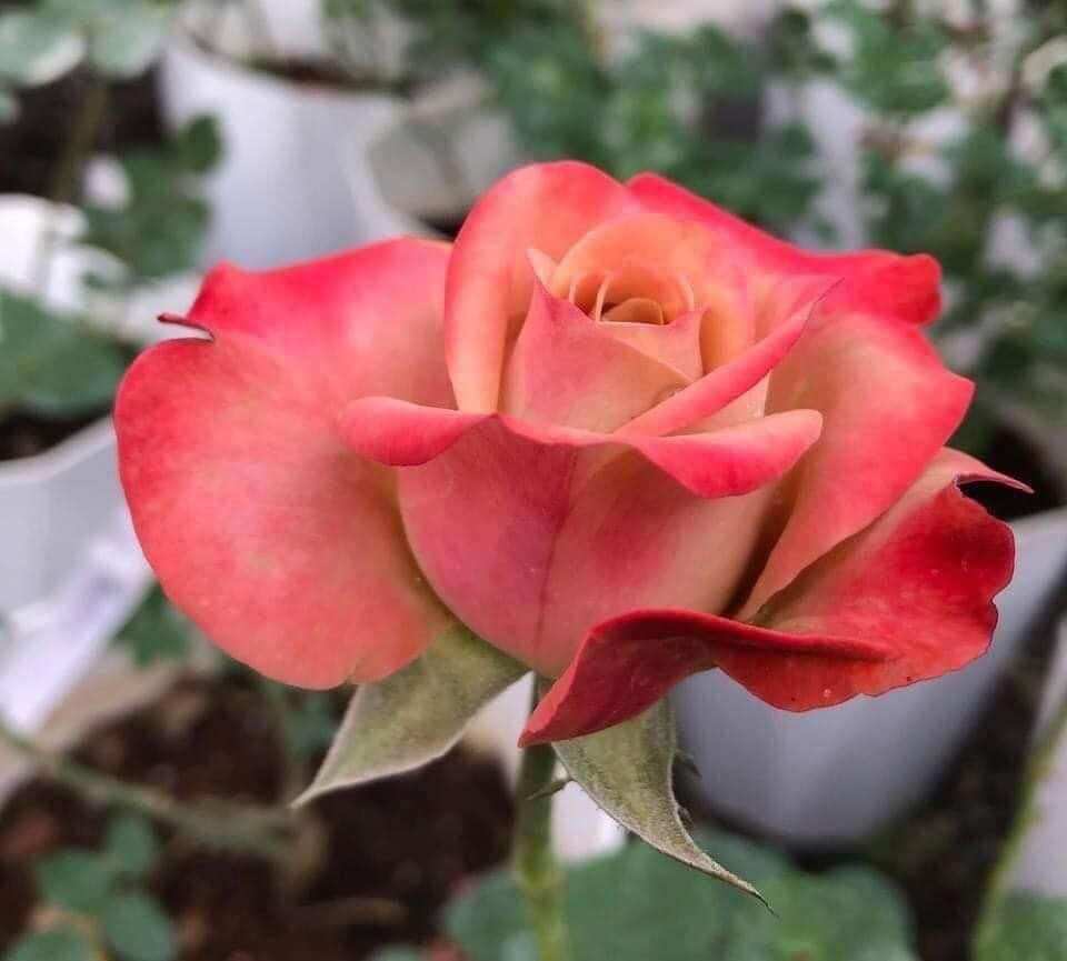 Hoa hồng Capuchino Rose - hồng bụi, hoa thơm