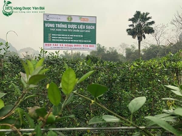Cao thìa canh sạch  100gram - HTX Nông dược Yên Bái