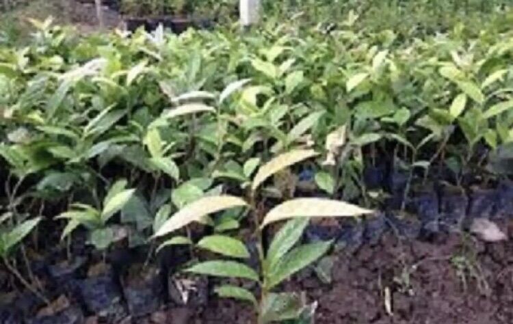 combo 4 cây trà hoa vàng ba chẽ quảng ninh