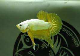 Betta Trống rồng vàng đã tách phông đầy đủ.