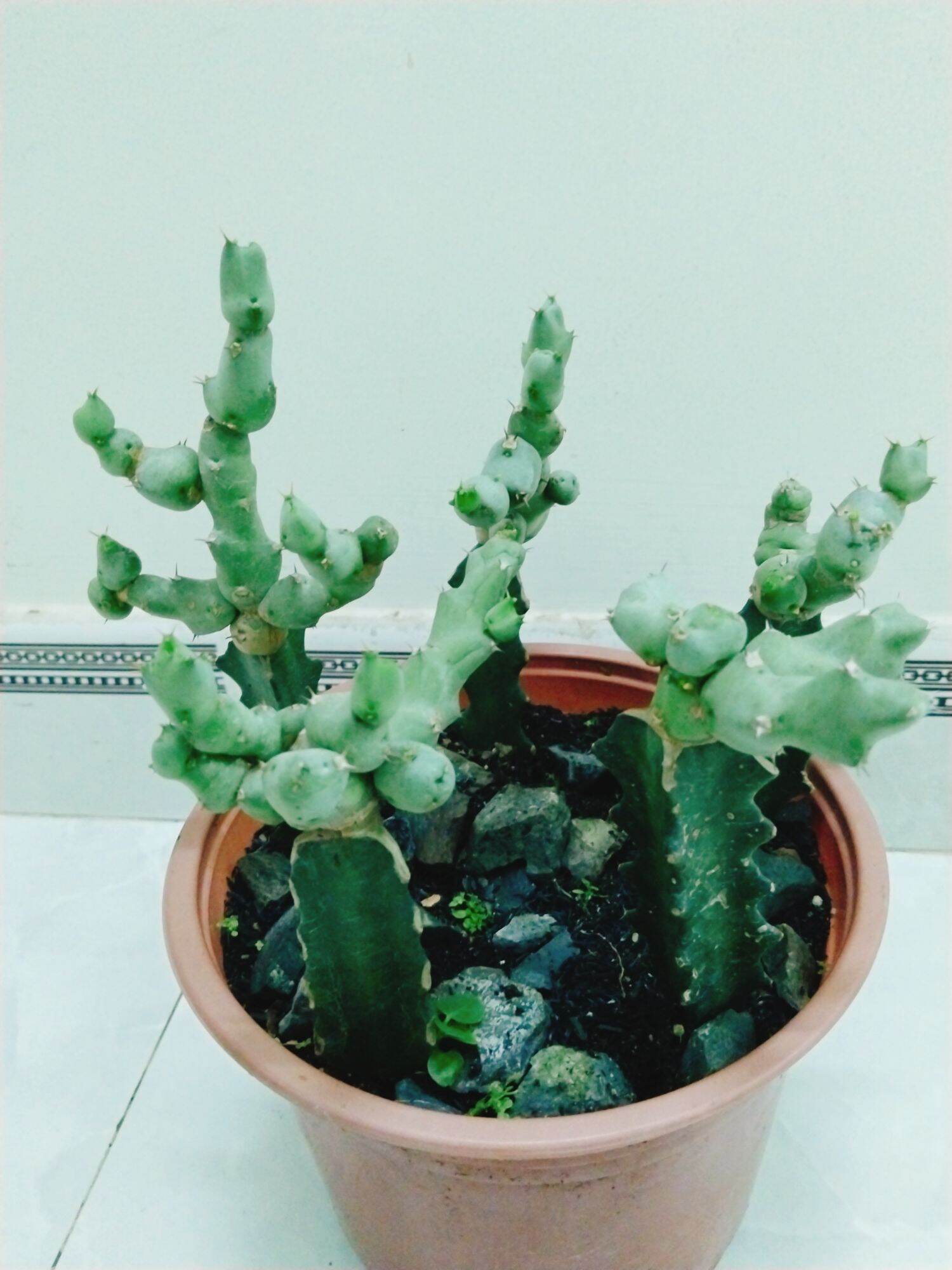 Cây xương rồng euphoria hồ lô