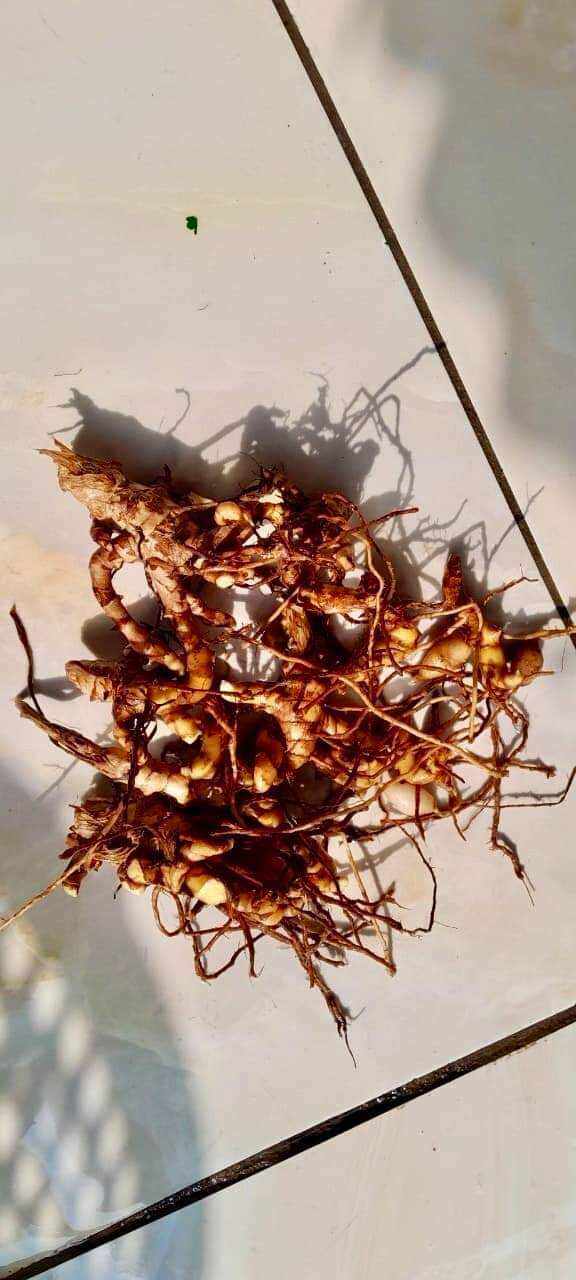 1kg nghệ bọ cạp hàng cực hiếm