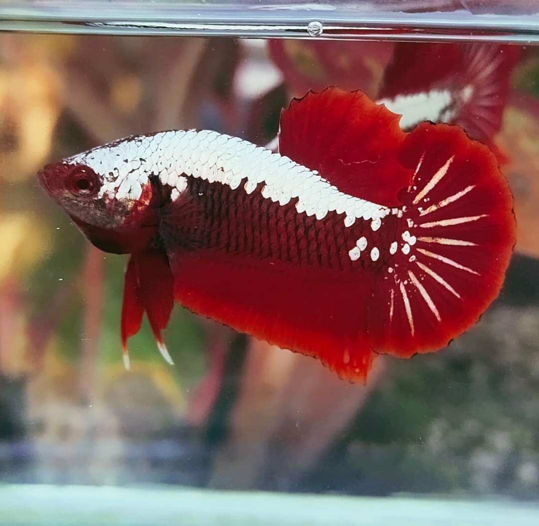 ( cá thủy sinh ) 5 bé betta samurai red siêu đẹp