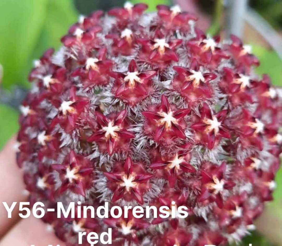 Hoa lan Cẩm cù Mindorensis Purple