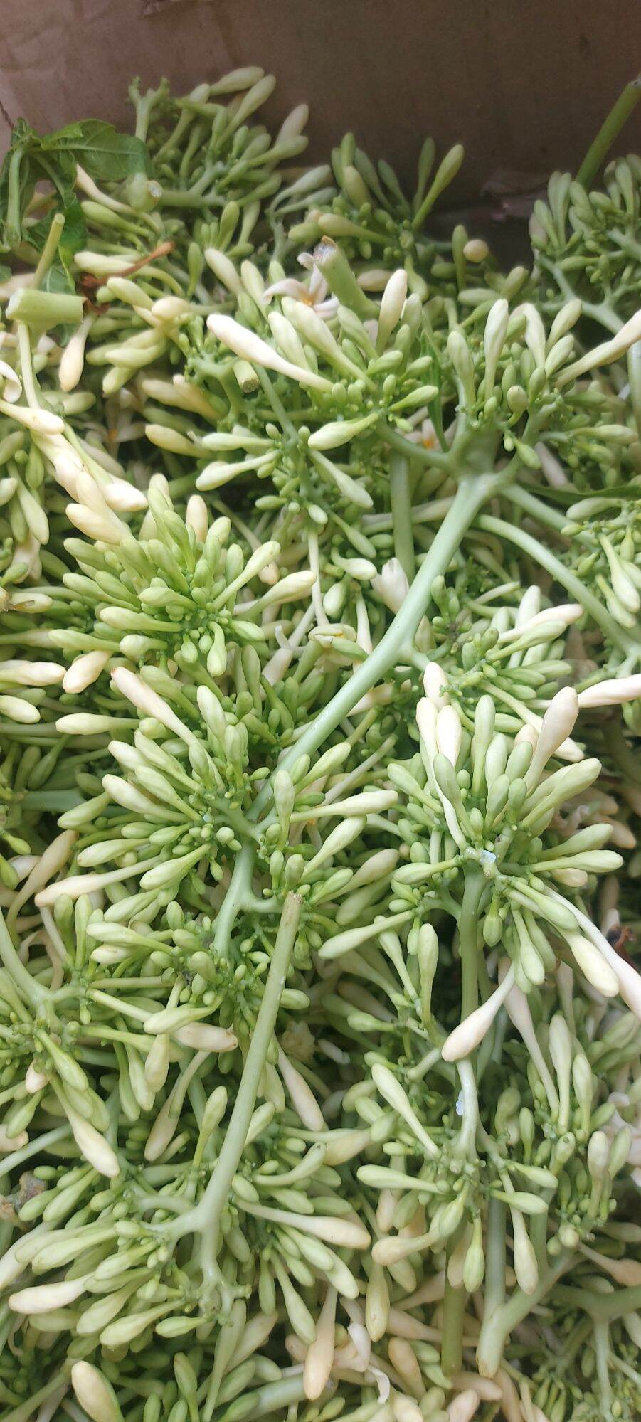 1kg hoa đu đủ đực tươi