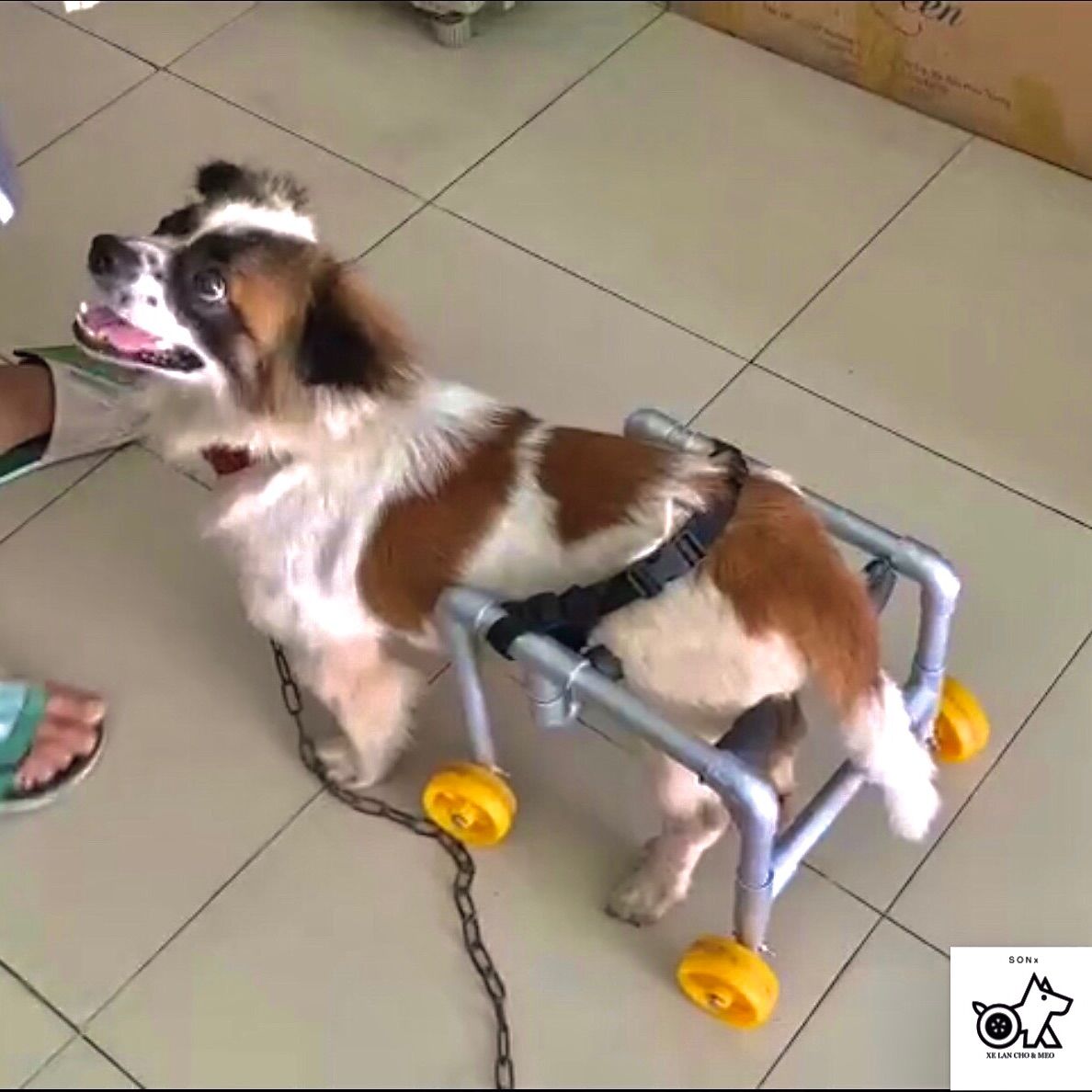 Xe lăn chó liệt mèo liệt [Giảm 35%]