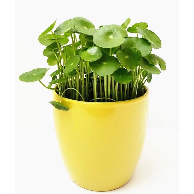 Cỏ đồng tiền trồng thủy sinh