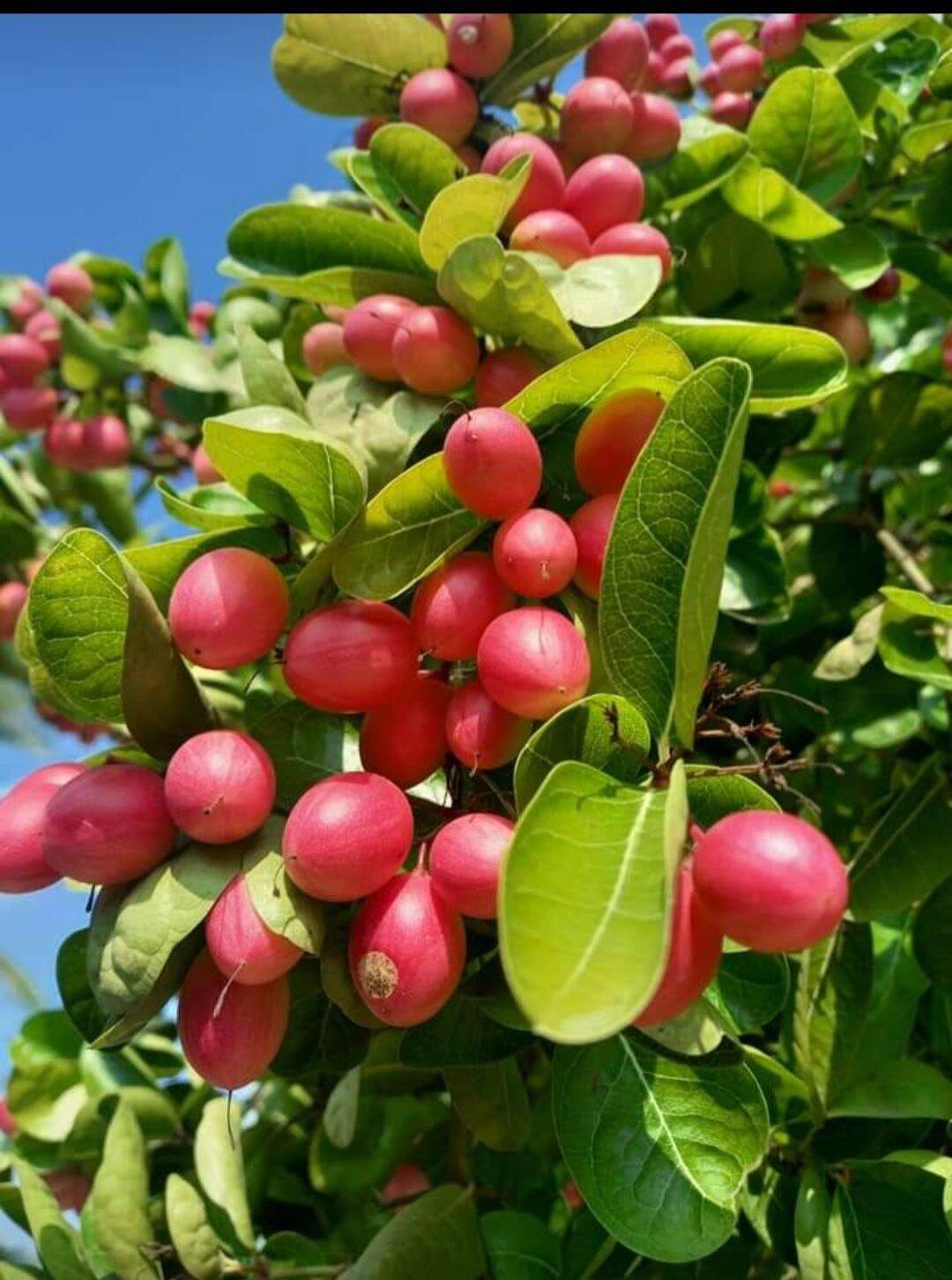 [XẢ KHO 3 NGÀY] Bong Garden ĐÚNG SẢN PHẨM ĐÚNG GIÁ_ CÂY SI RÔ TO  KHỎE  nhanh trái, dễ trồng, trái làm si rô uống rất ngon, lại mang vẻ đẹp cho sân vườn gia đình