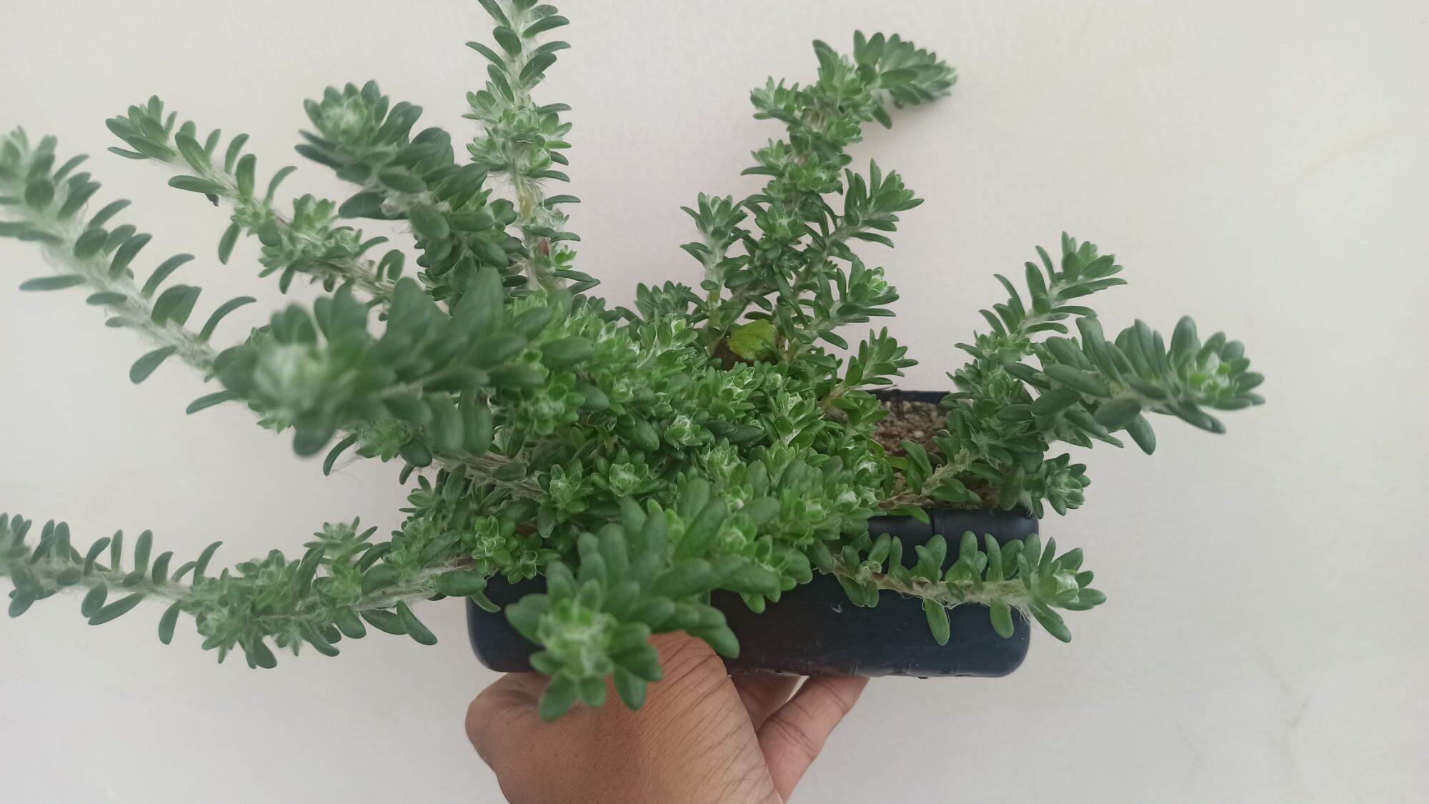 mười giờ Brazil (portulaca werdermannii)