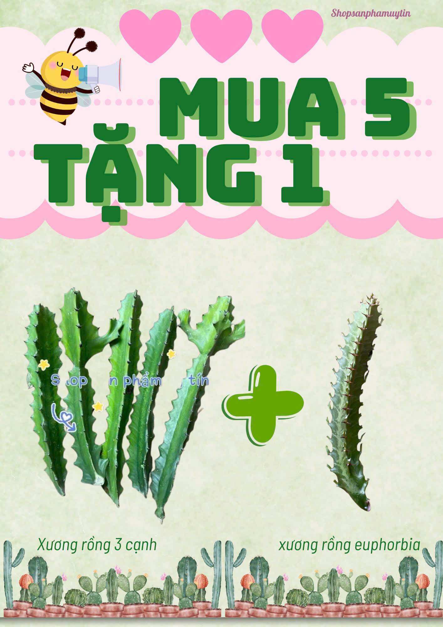 xương rồng  ba cạnh