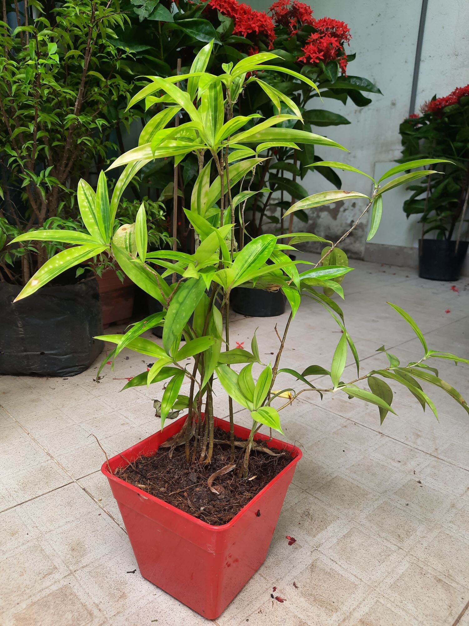 Cây trúc nhật vàng, chậu nhựa