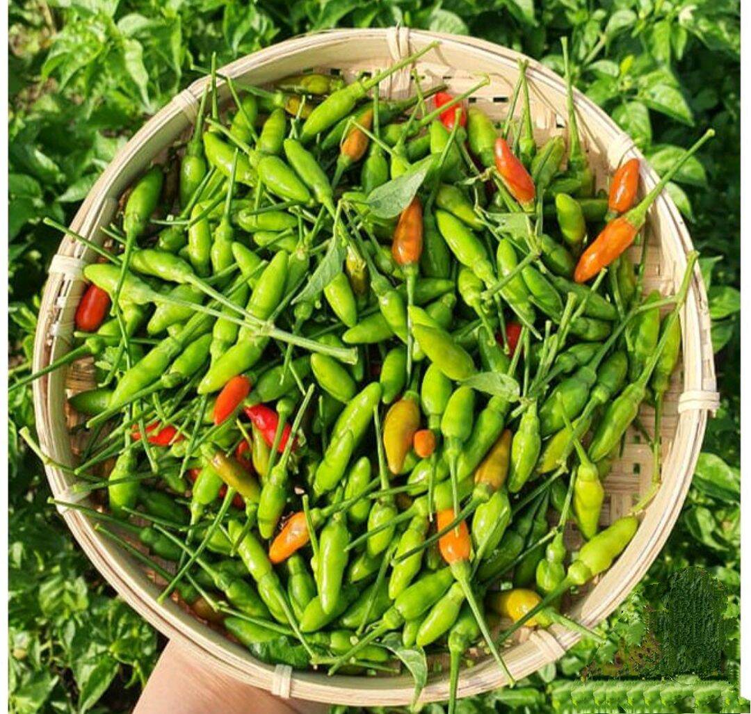 Hạt giống ớt xiêm siêu cay siêu trái gói 1g