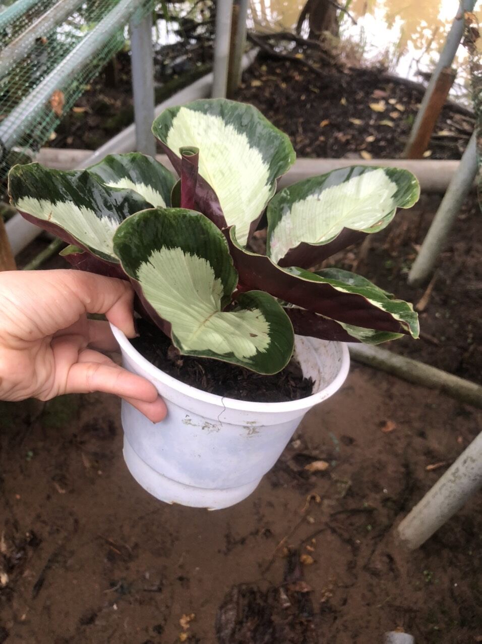 Cây đuôi công bạc xanh - calathea silver