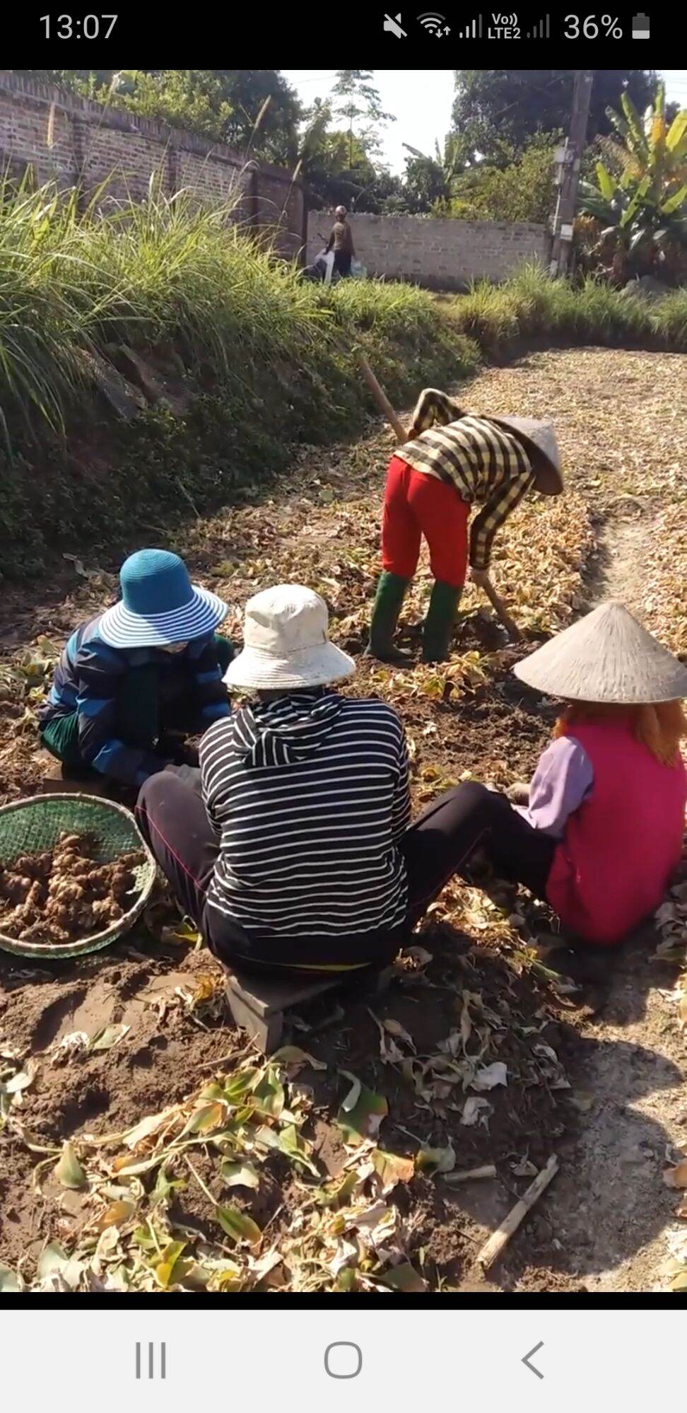 Địa liền tươi 0,5kg