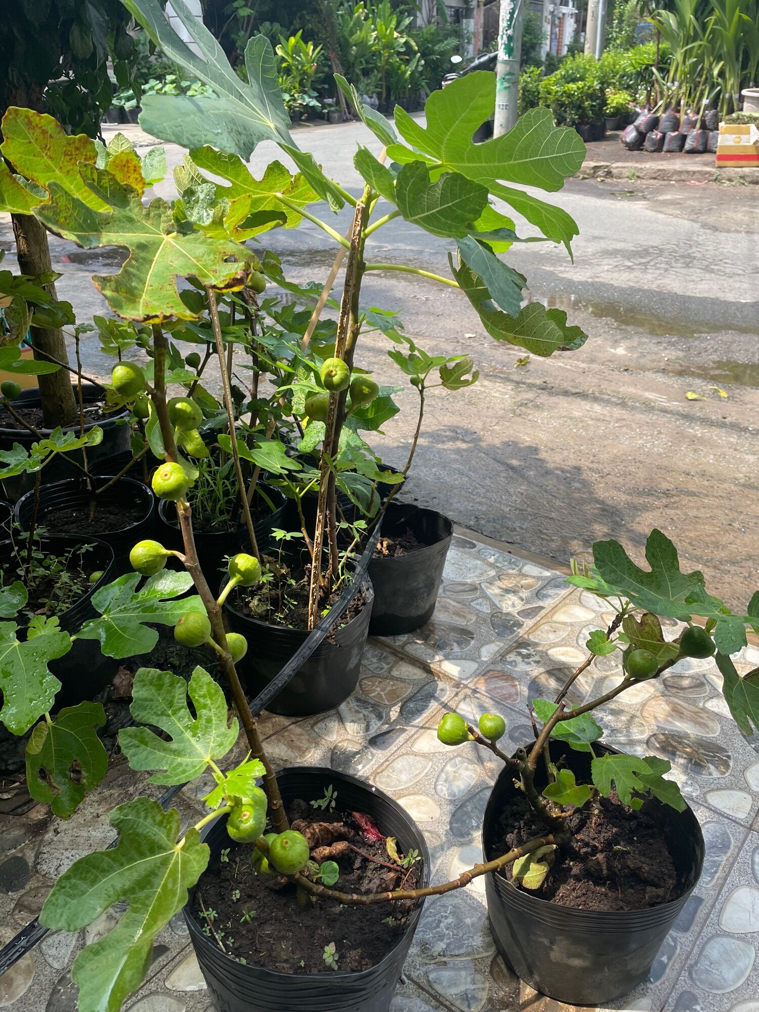 Cây Sung Mỹ đã có trái