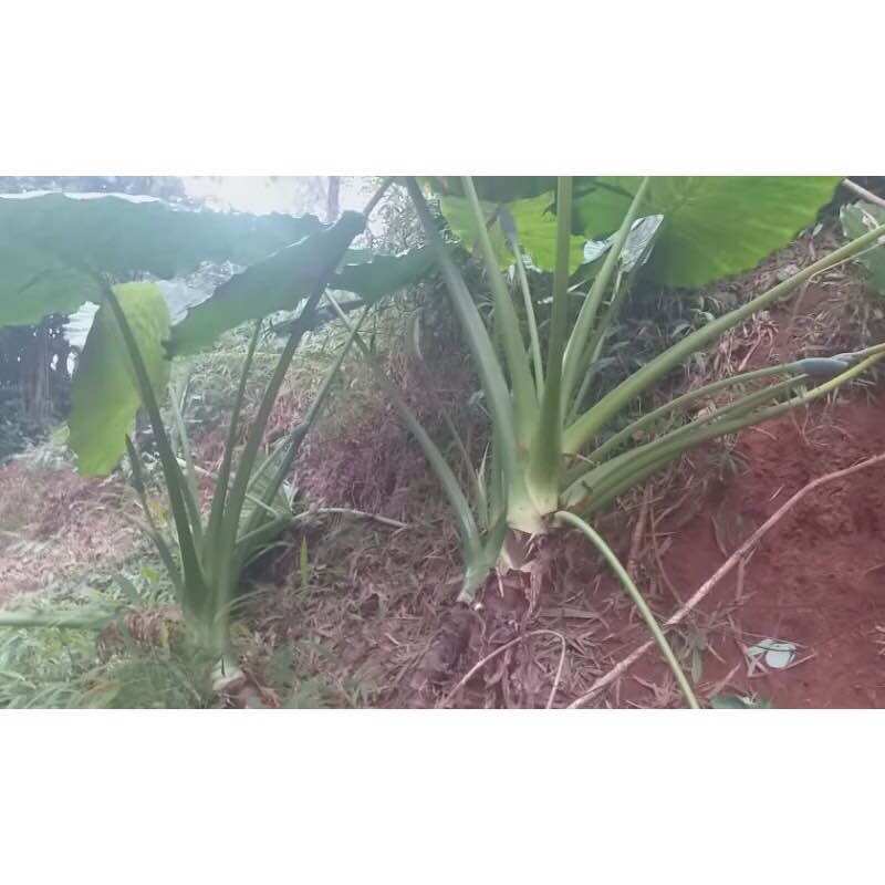 Củ bạc hà núi 10kg