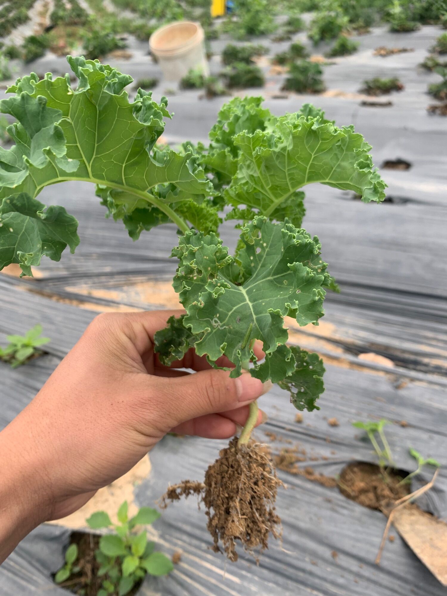 Cây cải xoăn Cải kale