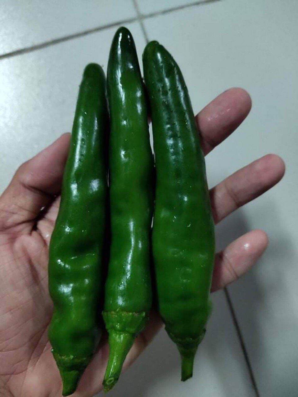 Hạt giống ớt xanh hàn quốc