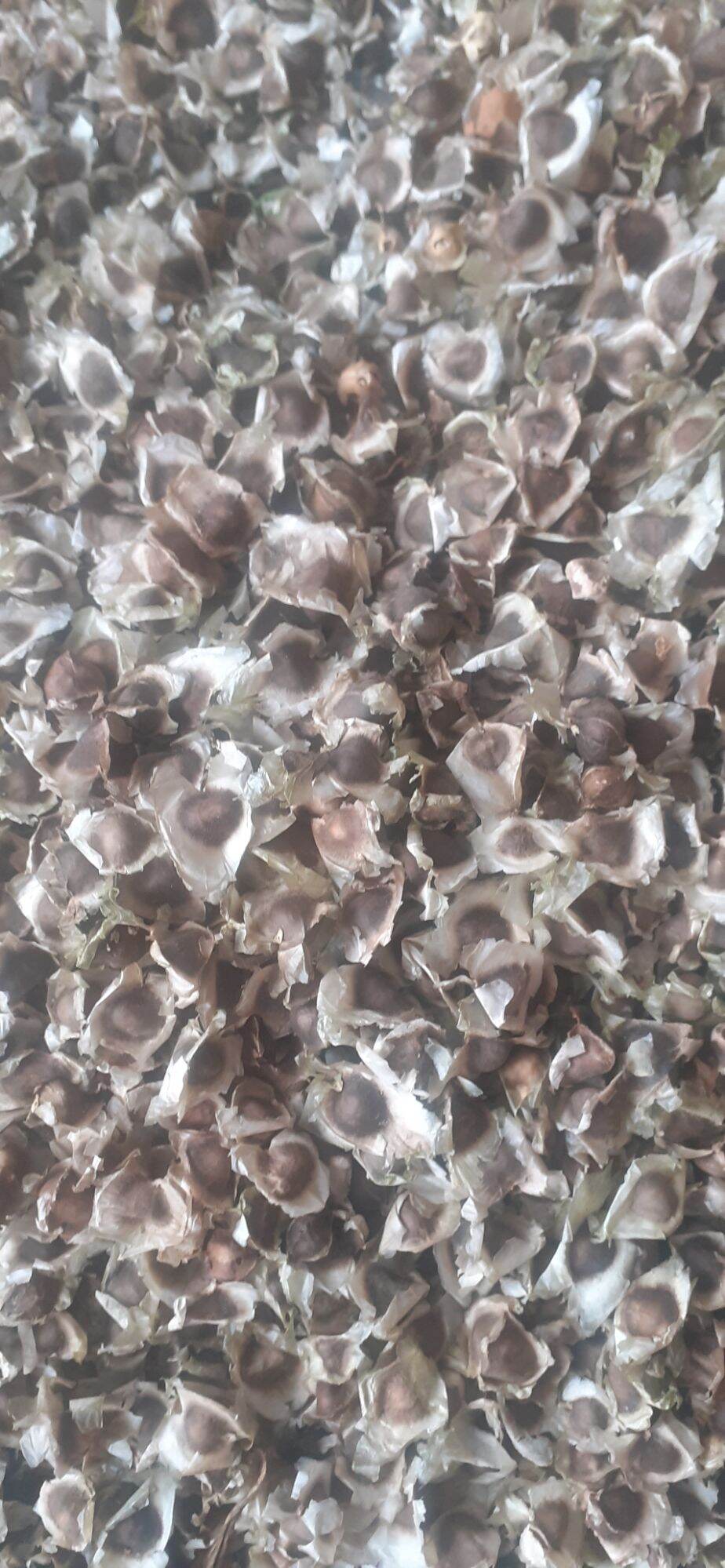 500 gram hạt chùm ngây giống