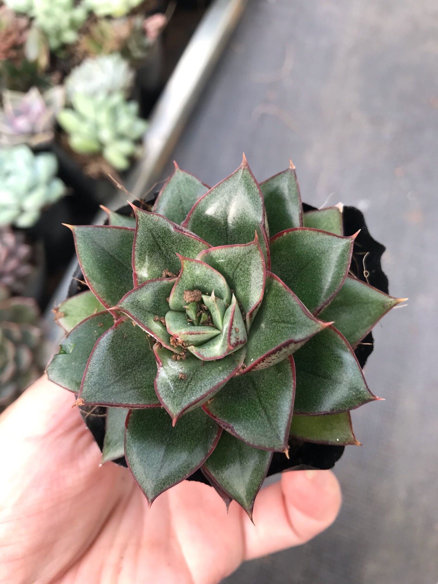 Sen đá hoa hồng đen cute size bầu