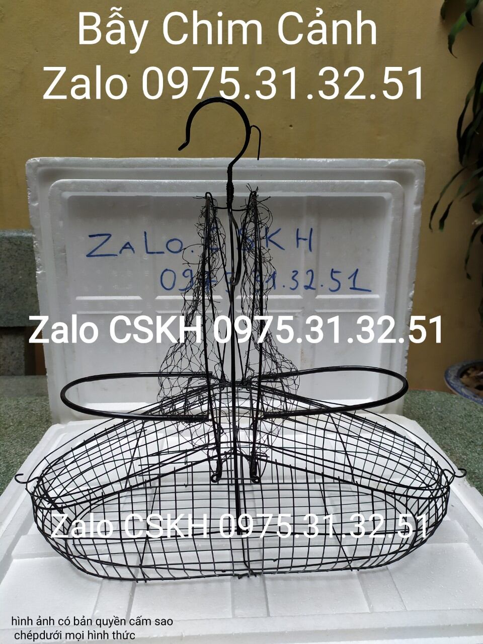 bẫy chào mào choè mi khướu
