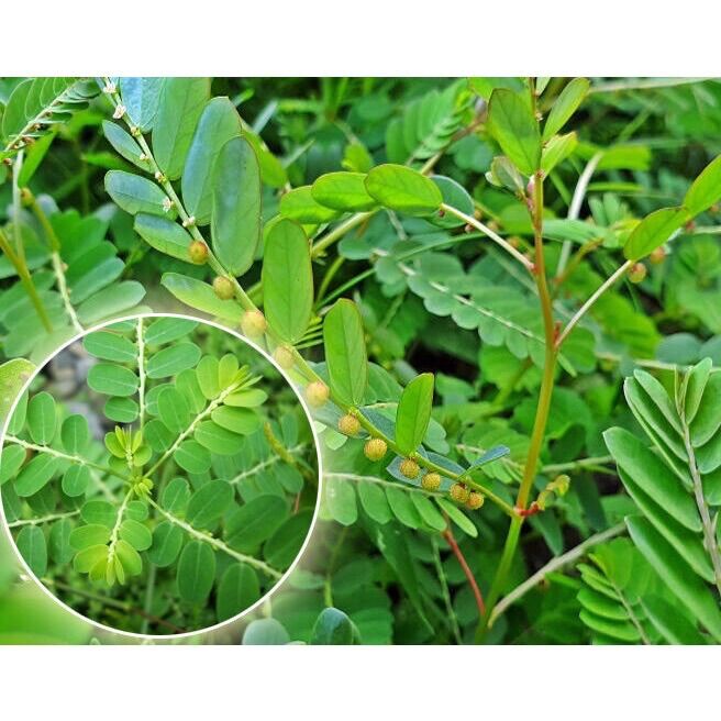 Diệp hạ châu tốt cho gan, hạ mỡ máu, thông huyết, điều kinh, hạ nhiệt, giúp sáng mắt
