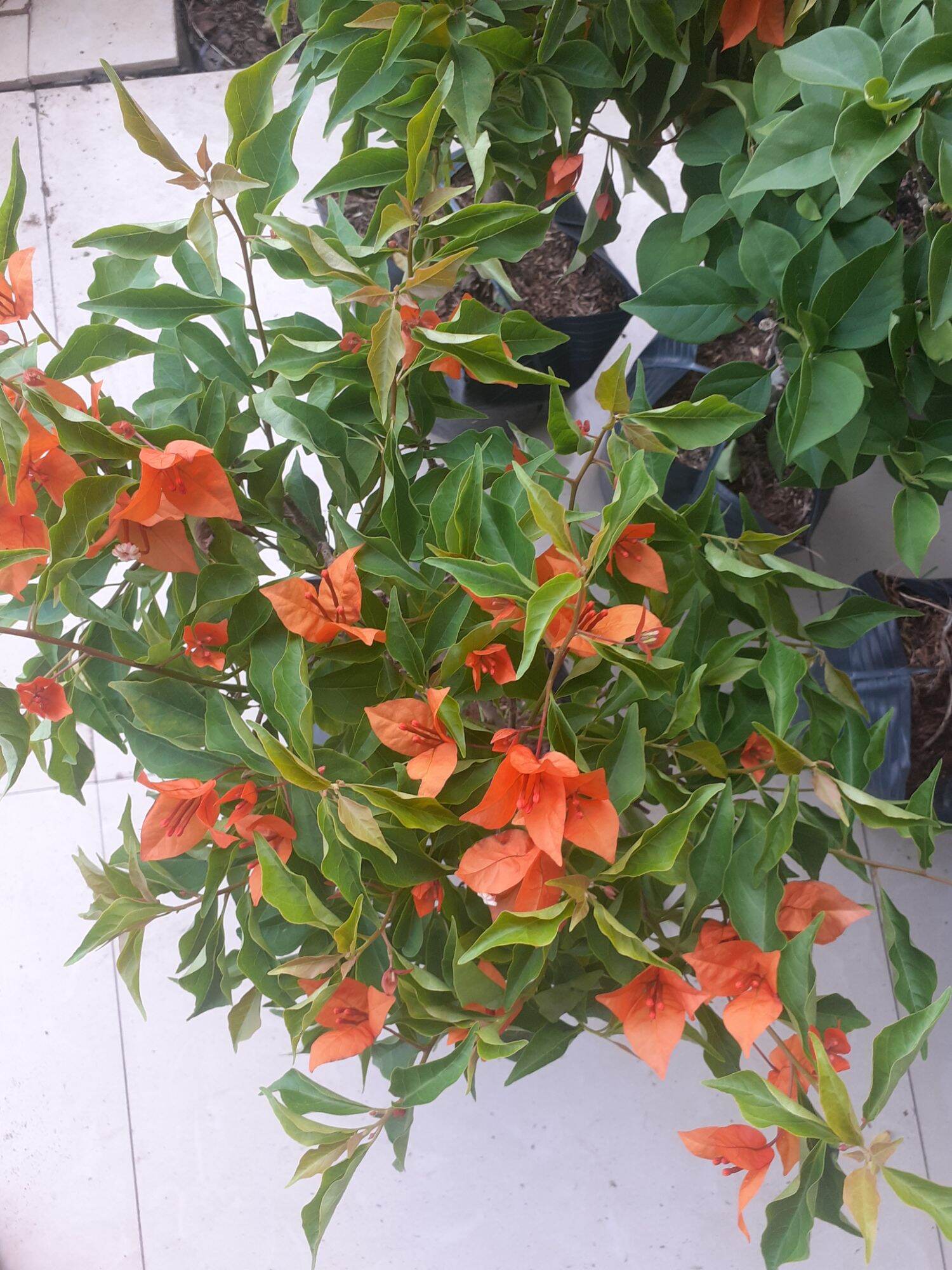 Cây hoa giấy cam lửa