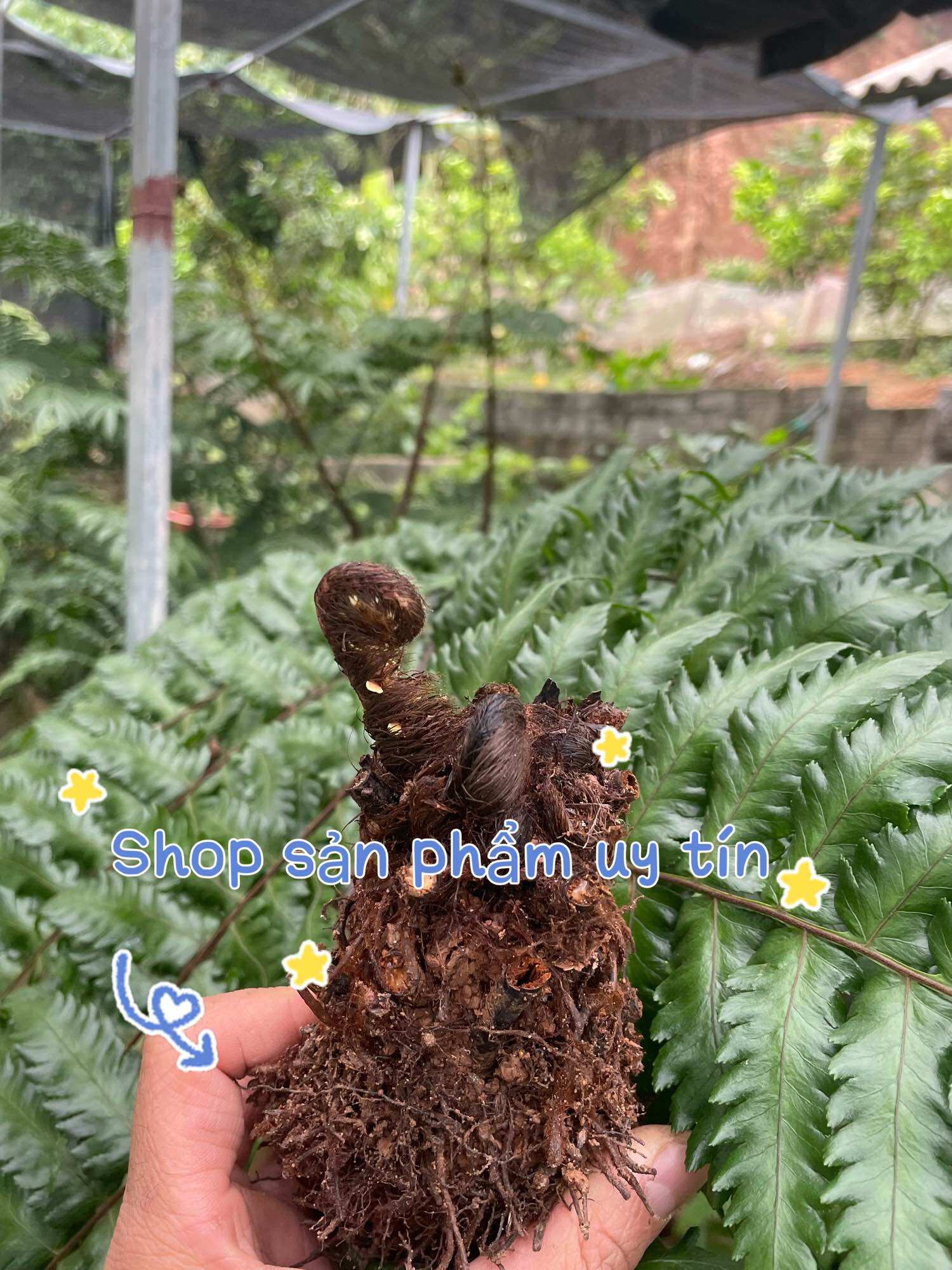 dương xỉ thân gỗ nhỏ (trồng chậu để bàn)gốc đã dâm ủ