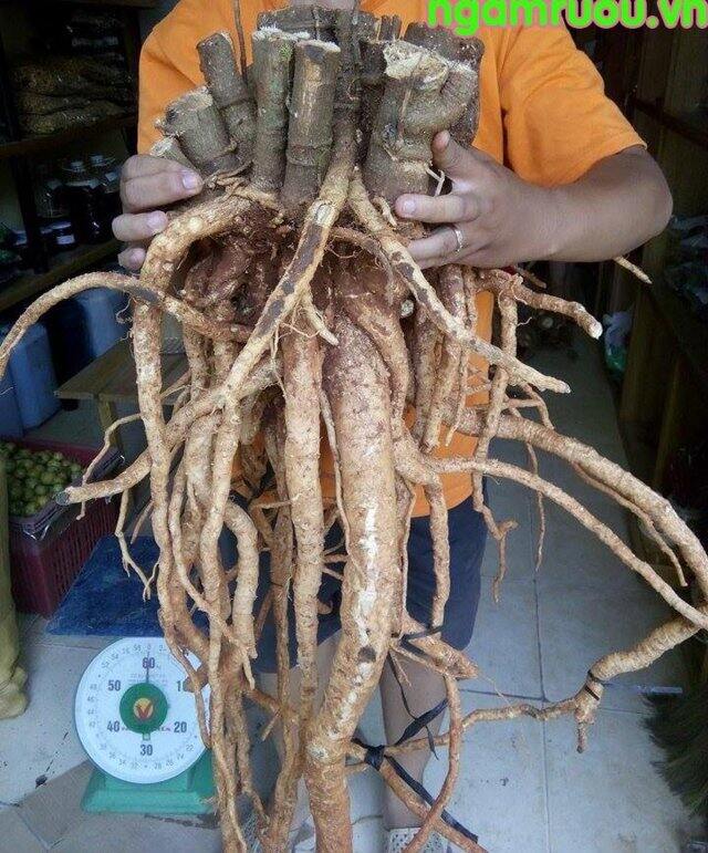 củ đinh lăng tươi 2kg