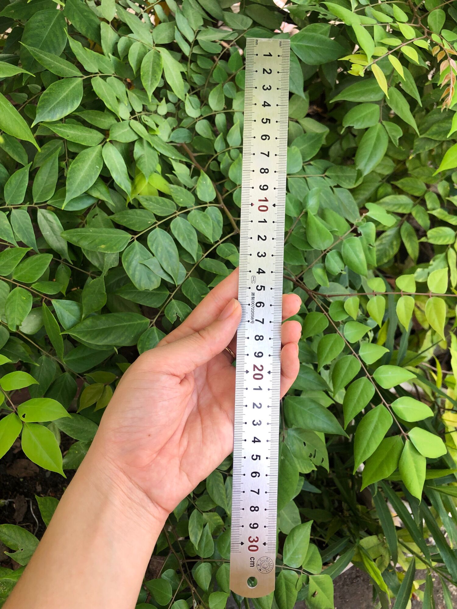 📏Thước lá, thước thẳng 30cm(hàng chuẩn)