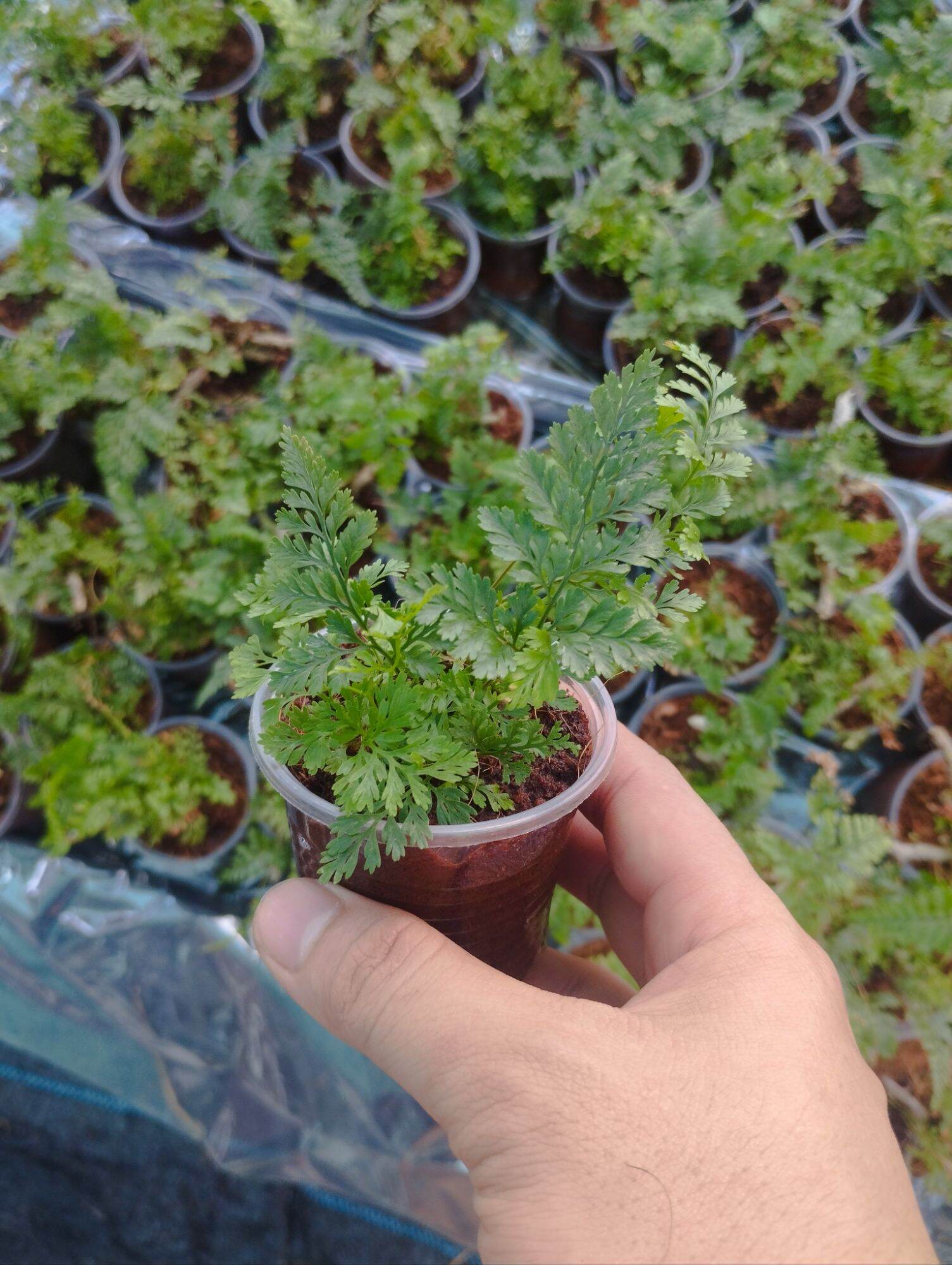 Dương sỉ thỏ mini ( có sỉ)