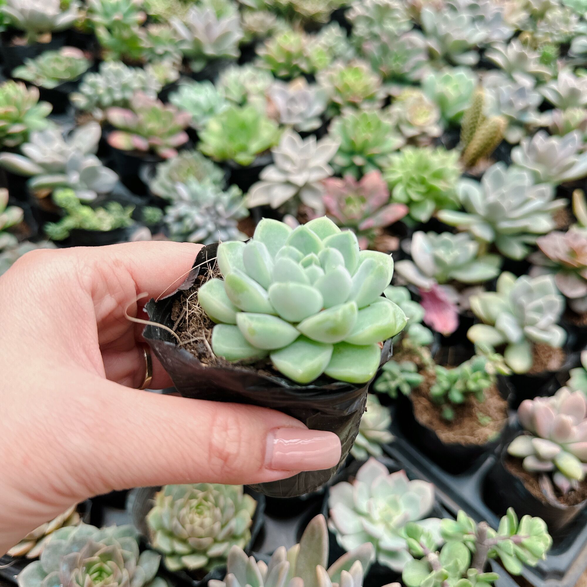 Sen đá tuyết trắng size bầu 3-5cm