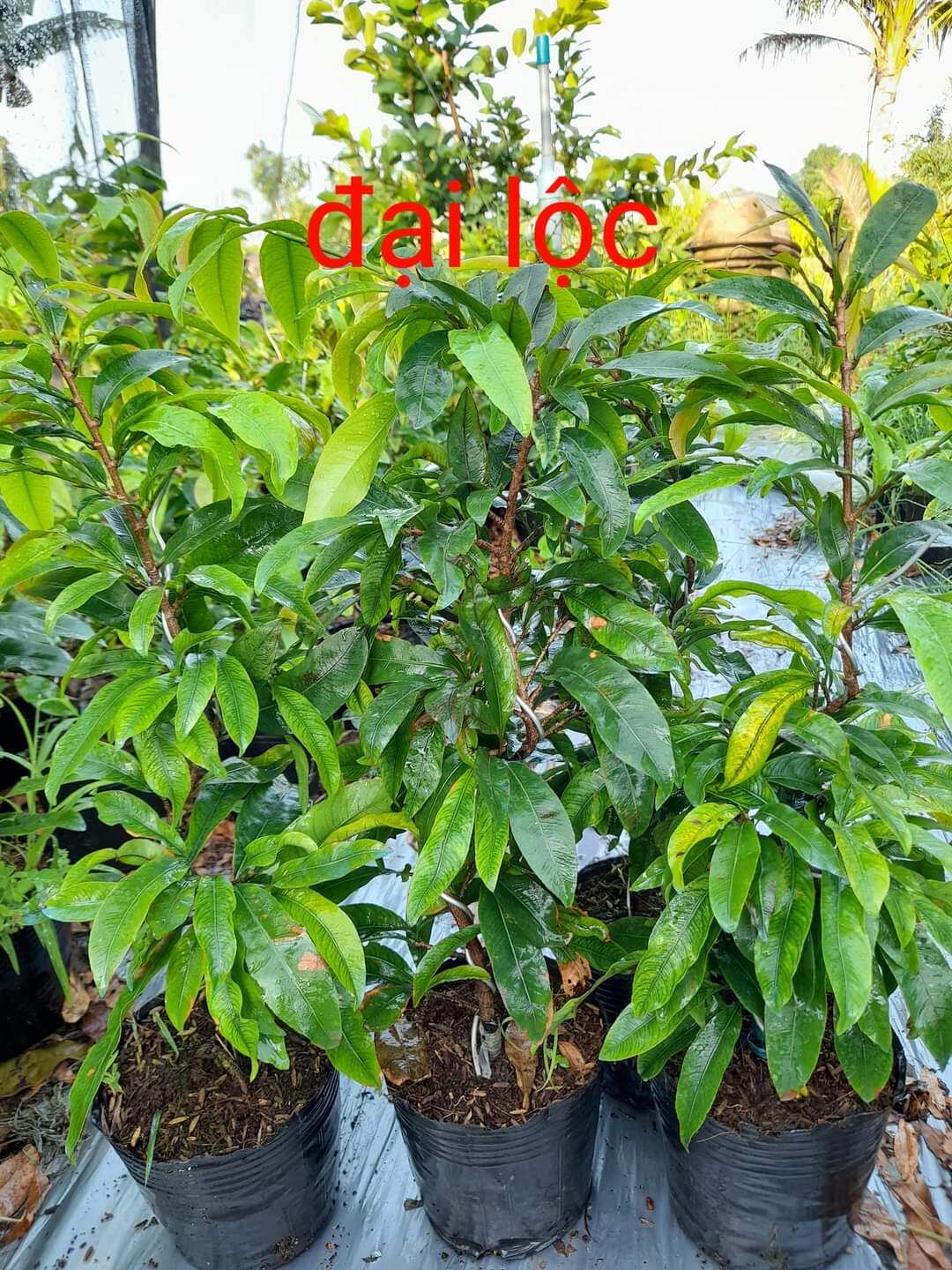 cây mai đại lộc hoa nhiều cánh